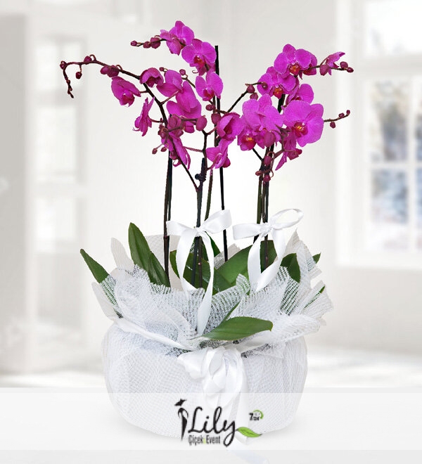 5 Dal Lila Orkide
