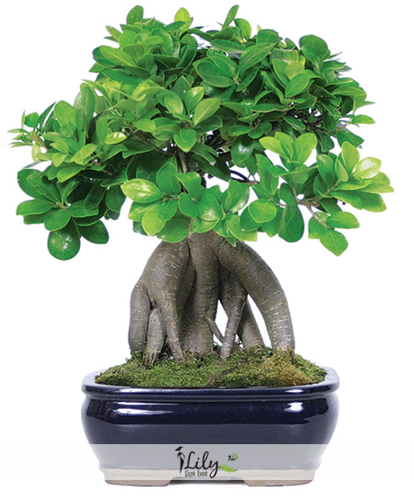 Bonsai Ağacı 40 cm