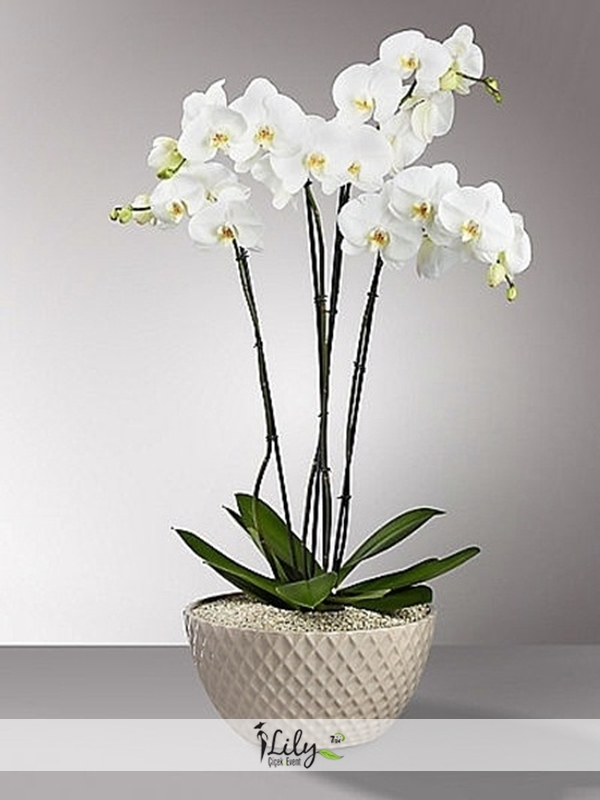 3 Dallı Beyaz Orkide
