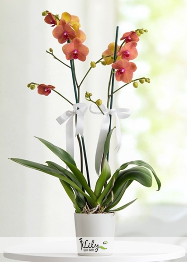 Turuncu Orkide 