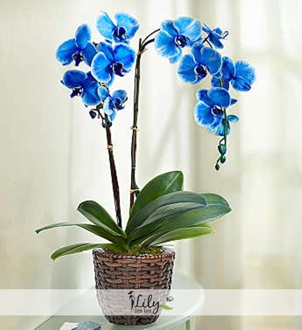 Ozel Saksıda 2 Dal Mavi Orkide