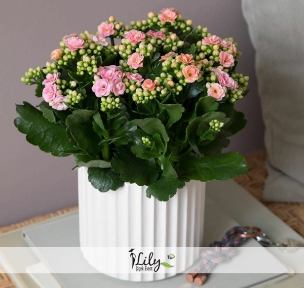 Kalanchoe