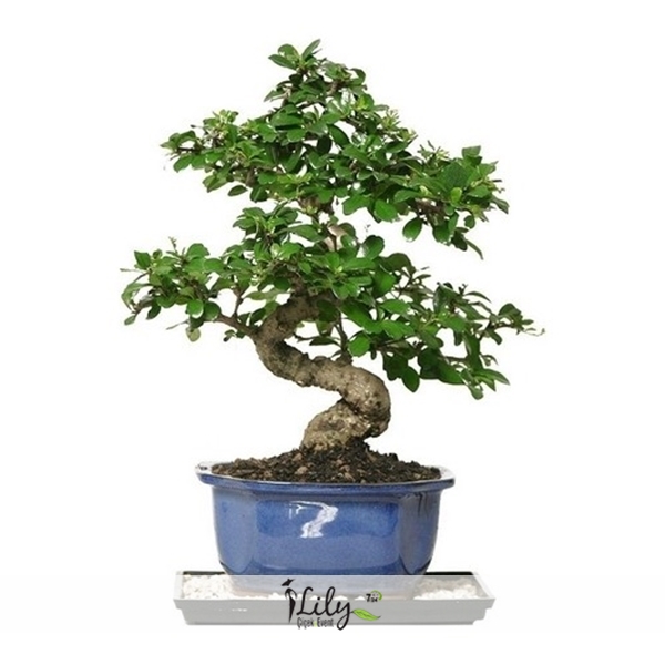 Buyuk Bonsai