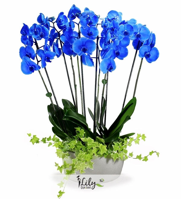 8 Dal Mavi Orkide 