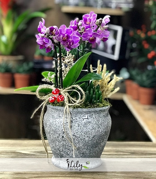 Antik Saksıda Mini Orkideler