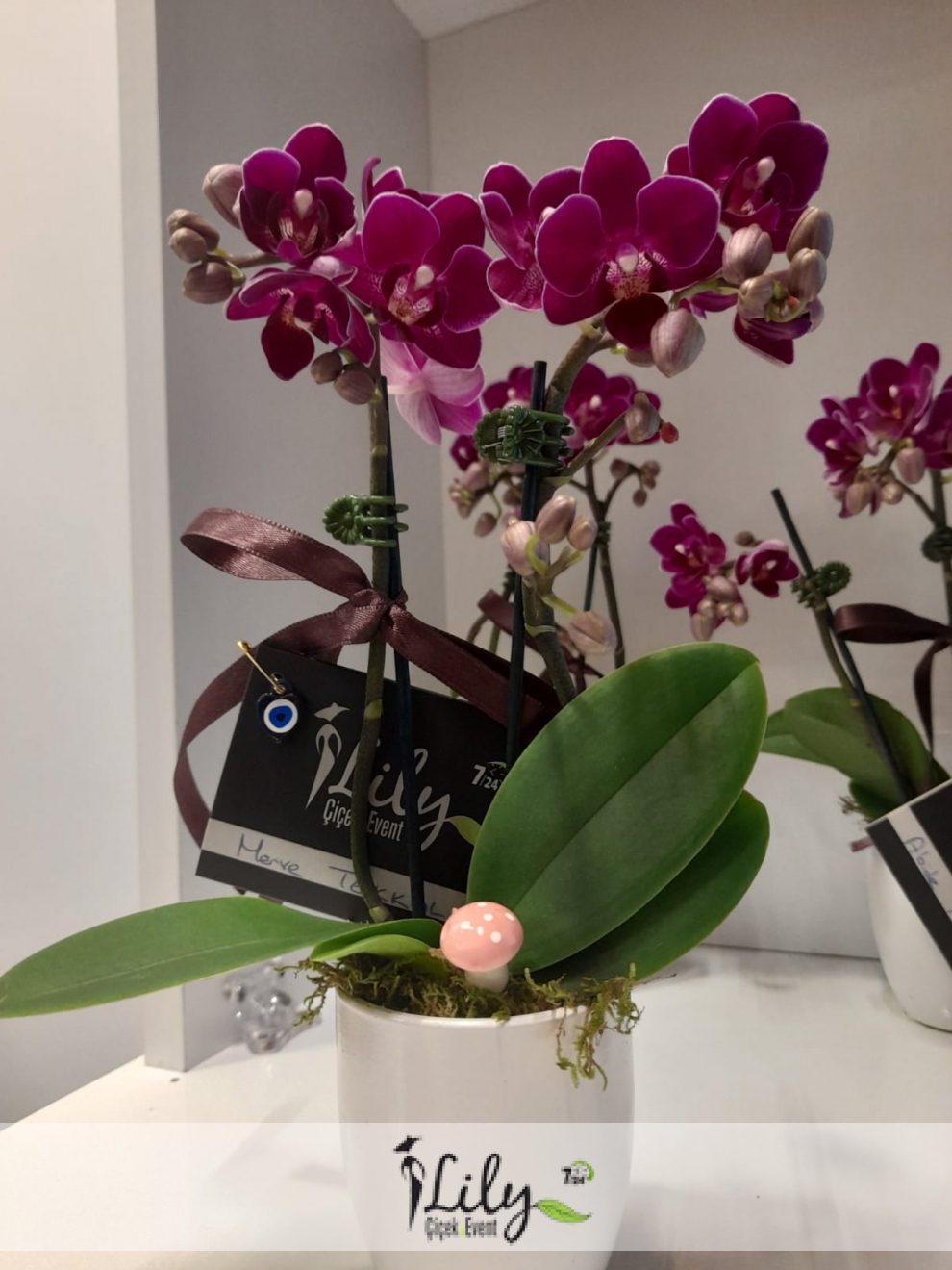 mini orkide 2 dallı
