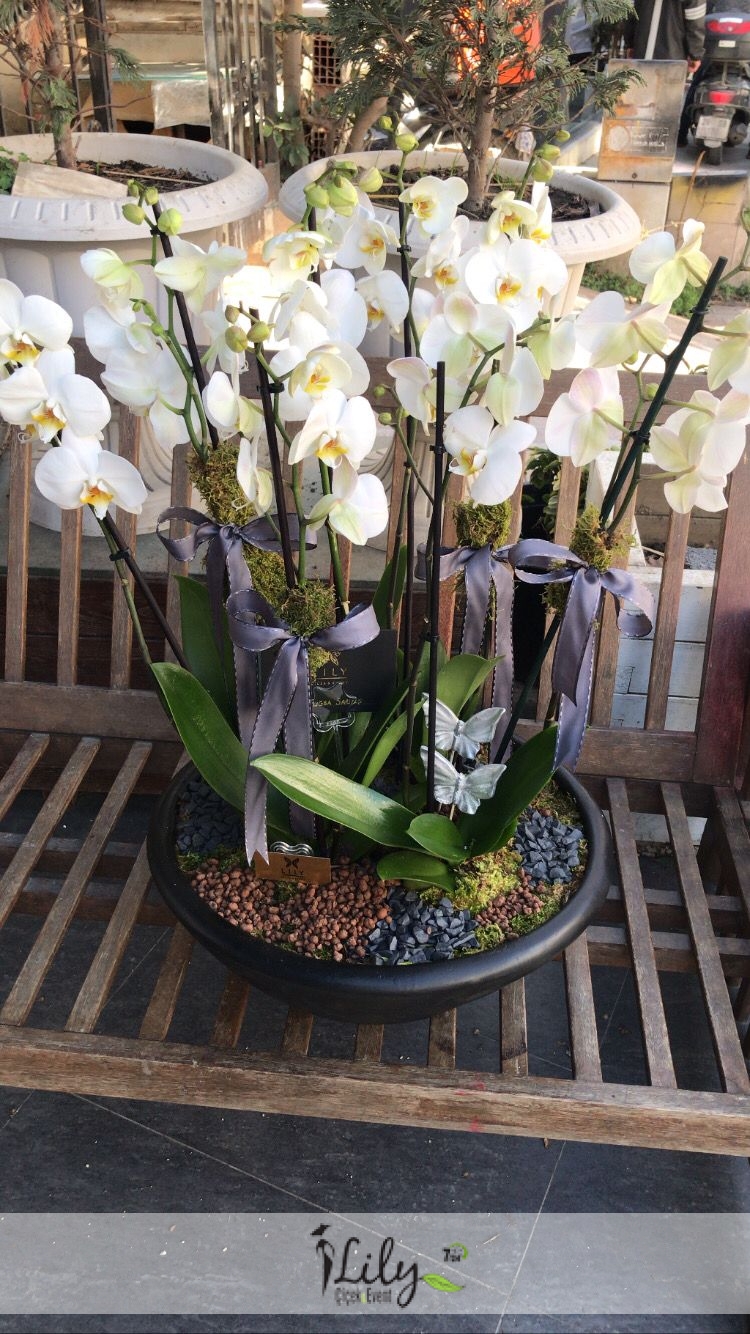 özel orkide bahçe 